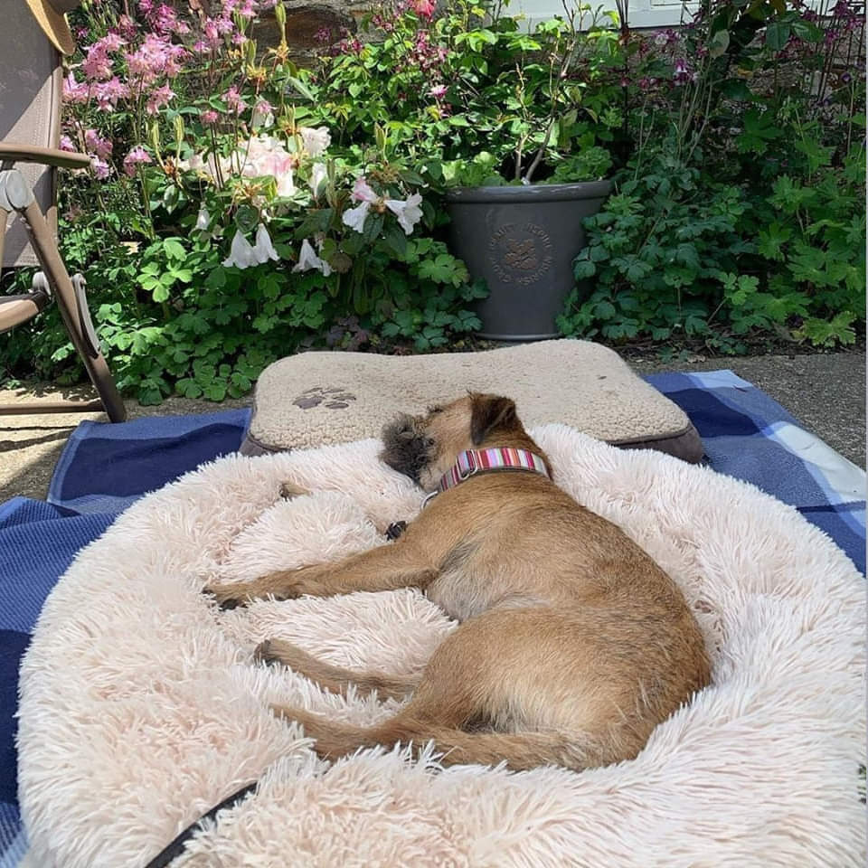 The Original - Calming Cloud 9 Dog Bed